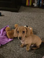 Sparrow , a male Miniature Dachshund for sale in Valparaiso, IN – 2 of 4