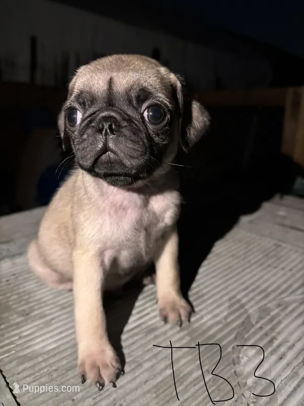 Otis – Pug puppy for sale in Madera, CA