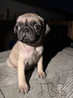 Otis, a male Pug for sale in Madera, CA – 1 of 2