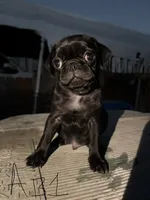 Teddy, a male Pug for sale in Madera, CA – 2 of 2