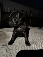 Peaches, a female Pug for sale in Madera, CA – 2 of 2
