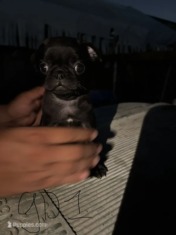 Poppy – Pug puppy for sale in Madera, CA