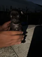 Poppy, a female Pug for sale in Madera, CA – 1 of 2