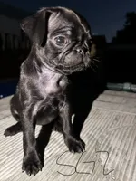 Daisy, a female Pug for sale in Madera, CA – 2 of 2