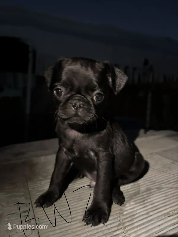 Mochi – Pug puppy for sale in Madera, CA