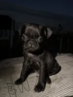 Mochi, a male Pug for sale in Madera, CA – 1 of 2