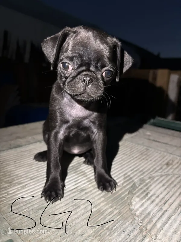 Daisy – Pug puppy for sale in Madera, CA