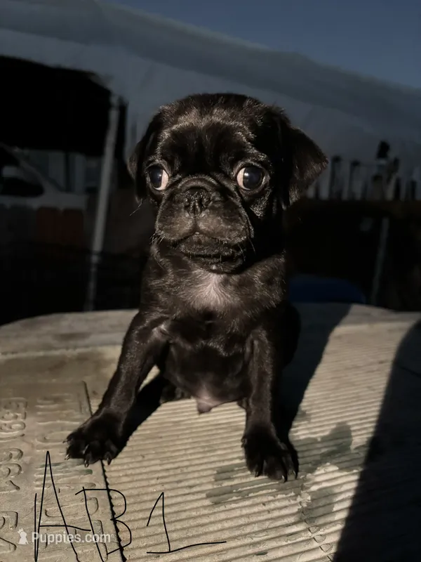 Teddy – Pug puppy for sale in Madera, CA