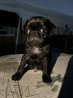 Teddy, a male Pug for sale in Madera, CA – 1 of 2