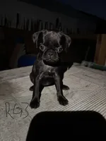 Honey, a female Pug for sale in Madera, CA – 2 of 2