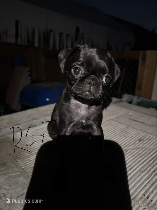 Honey – Pug puppy for sale in Madera, CA