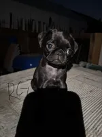 Honey, a female Pug for sale in Madera, CA – 1 of 2