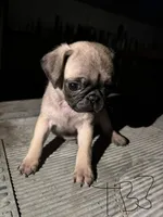Otis, a male Pug for sale in Madera, CA – 2 of 2