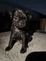 Mochi, a male Pug for sale in Madera, CA – 2 of 2