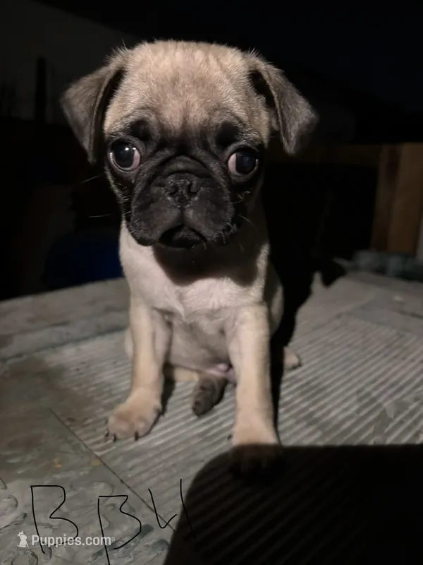 Bean – Pug puppy for sale in Madera, CA
