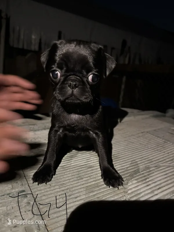 Peaches – Pug puppy for sale in Madera, CA