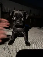 Peaches, a female Pug for sale in Madera, CA – 1 of 2