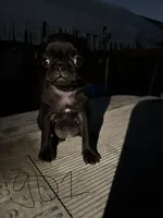 Poppy, a female Pug for sale in Madera, CA – 2 of 2