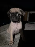 Bean, a male Pug for sale in Madera, CA – 2 of 2