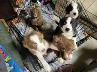 Ron, a male Australian Shepherd for sale in Medaryville, IN – Photo 2 of 2