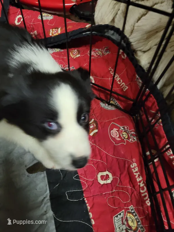 Ron – Australian Shepherd puppy for sale in Medaryville, IN