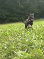 German Shepherd Pink Female, a female German Shepherd Dog for sale in Patrick Springs, VA – 2 of 5