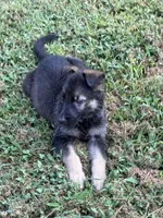 German Shepherd Dark Blue, a male German Shepherd Dog for sale in Patrick Springs, VA – 3 of 4
