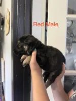 German Shepherd Red Male, a male German Shepherd Dog for sale in Stuart, VA – 2 of 3