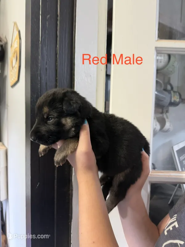 German Shepherd Red Male – German Shepherd Dog puppy for sale in Stuart, VA