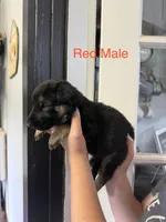 German Shepherd Red Male, a male German Shepherd Dog for sale in Stuart, VA – 1 of 3
