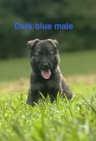 German Shepherd Dark Blue, a male German Shepherd Dog for sale in Patrick Springs, VA – 2 of 4