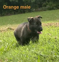 German Shepherd Orange Male, a male German Shepherd Dog for sale in Patrick Springs, VA – 2 of 3