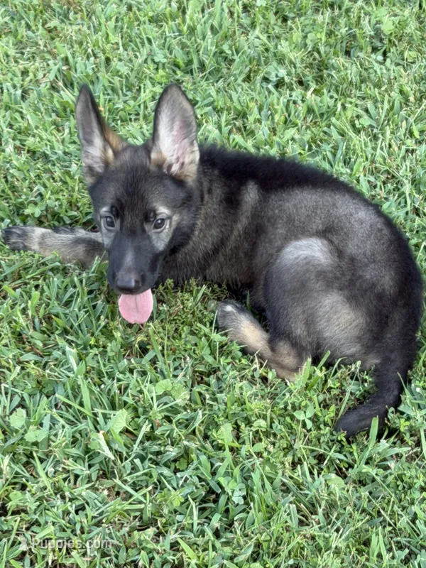 German Shepherd Light Blue Male – German Shepherd Dog puppy for sale in Patrick Springs, VA