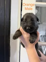 German Shepherd Orange Male, a male German Shepherd Dog for sale in Stuart, VA – 2 of 2