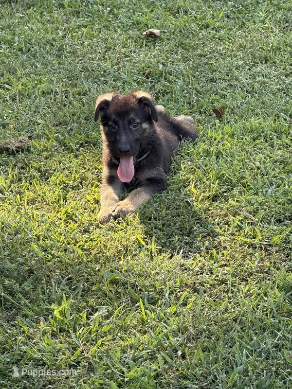 German Shepherd Gray Male – German Shepherd Dog puppy for sale in Patrick Springs, VA