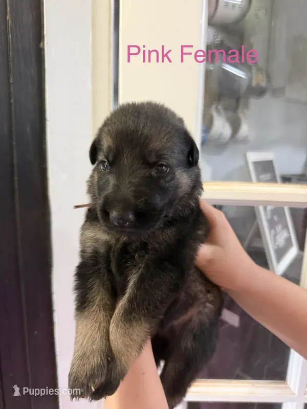 German Shepherd Pink Female – German Shepherd Dog puppy for sale in Stuart, VA