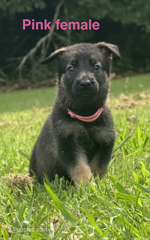 German Shepherd Pink Female – German Shepherd Dog puppy for sale in Patrick Springs, VA