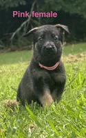 German Shepherd Pink Female, a female German Shepherd Dog for sale in Patrick Springs, VA – 1 of 5