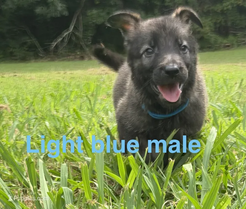 German Shepherd Light Blue Male – German Shepherd Dog puppy for sale in Patrick Springs, VA