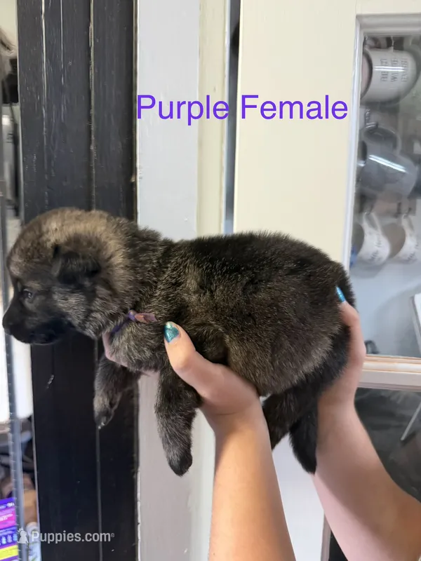 German Shepherd Purple Female – German Shepherd Dog puppy for sale in Stuart, VA