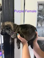 German Shepherd Purple Female, a female German Shepherd Dog for sale in Stuart, VA – 1 of 2