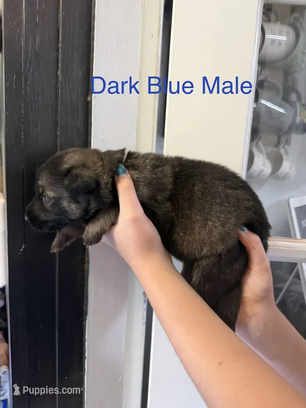German Shepherd Dark Blue – German Shepherd Dog puppy for sale in Stuart, VA
