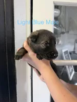 German Shepherd Light Blue Male, a male German Shepherd Dog for sale in Stuart, VA – 1 of 2
