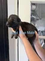 German Shepherd Light Blue Male, a male German Shepherd Dog for sale in Stuart, VA – 2 of 2
