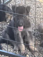 German Shepherd Gray Male, a male German Shepherd Dog for sale in Patrick Springs, VA – 4 of 4