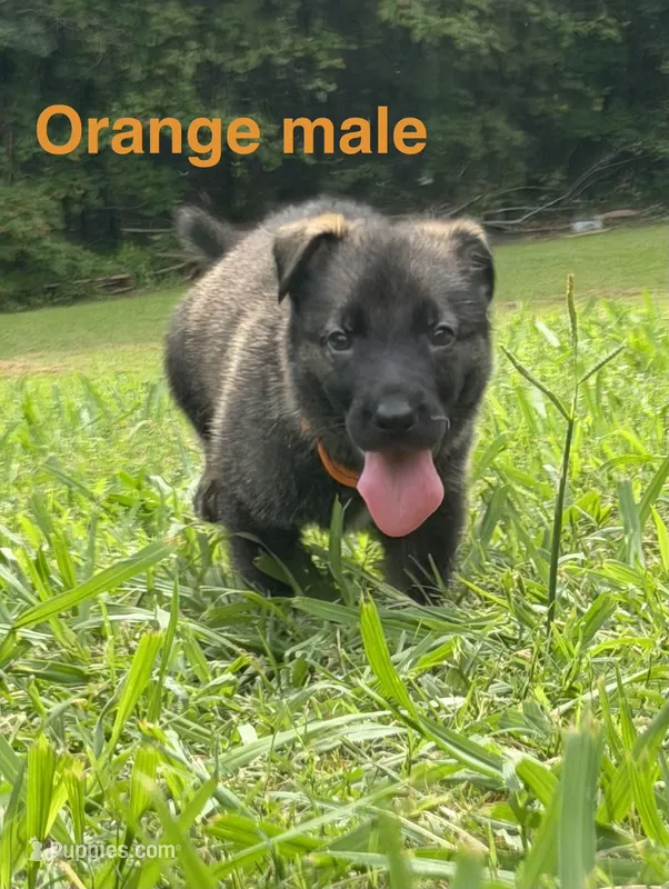 German Shepherd Orange Male – German Shepherd Dog puppy for sale in Patrick Springs, VA