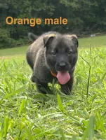 German Shepherd Orange Male, a male German Shepherd Dog for sale in Patrick Springs, VA – 1 of 3