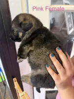 German Shepherd Pink Female, a female German Shepherd Dog for sale in Stuart, VA – 2 of 2