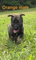 German Shepherd Orange Male, a male German Shepherd Dog for sale in Patrick Springs, VA – 3 of 3