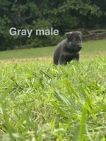 German Shepherd Gray Male, a male German Shepherd Dog for sale in Patrick Springs, VA – 2 of 4
